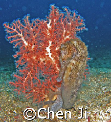 big sea horse with soft coral. really big one. by Chen Ji 